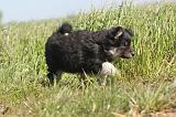 CHIEN FINNOIS DE LAPONIE 007